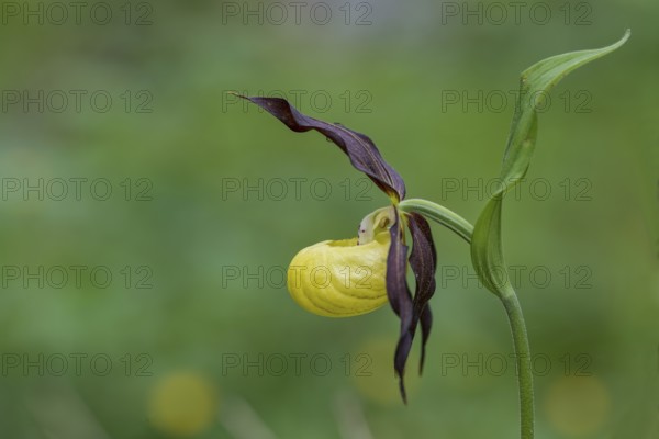 Yellow lady's slipper orchid (Cypripedium calceolus), Kalkalpen National Park, Upper Austria, Austria, Europe