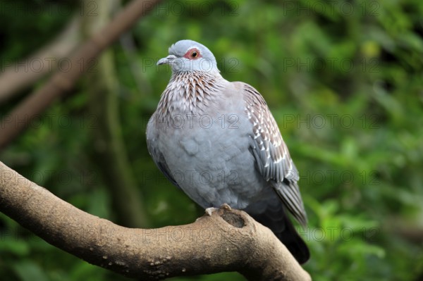 Speckled Pigeon (Columba guinea), Mountain Zebra national park, South Africa, Africa