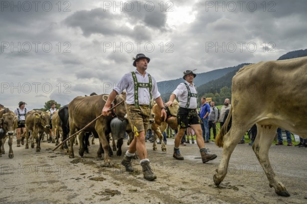 16. 09. 2022. Almabtrieb, cattle seperation in Thalkirchdorf, Markt Oberstaufen, Allgäu, Bavaria, Germany, Europe