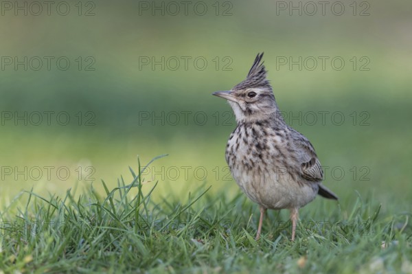 Crested lark (Galerida cristata) in the grass, Lake Neusiedl National Park, Burgenland, Austria, Europe