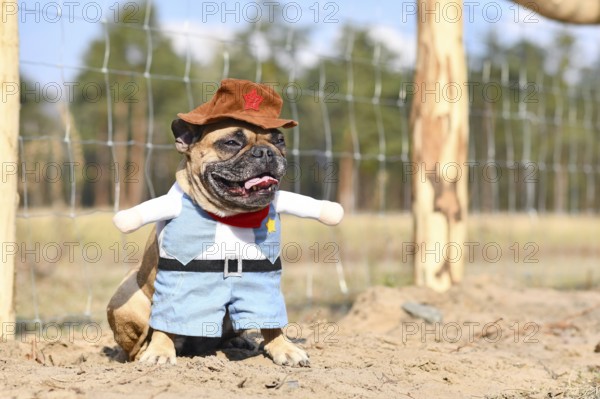 Fawn colored French Bulldog dog wearing a Carnival or Halloween cowboy full body costume with fake arms, vest and hat standing on sandy ground
