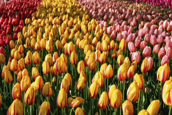 Blooming tulips flowerbed in Keukenhof flower garden, also known as the Garden of Europe, one of the world largest flower gardens and popular tourist attraction. Lisse, the Netherlands