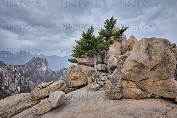 Rock with pine trees in cloudy weather. Seoraksan National Park, South Korea, Asia