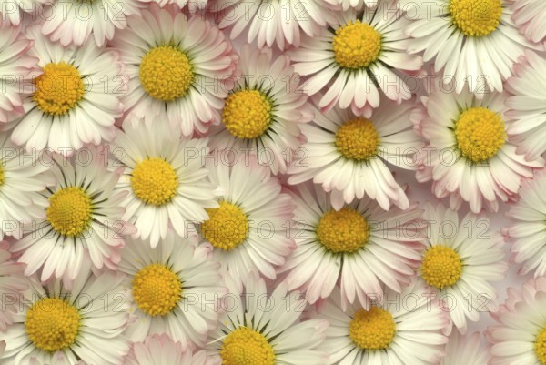 Common daisy (Bellis perennis), medicinal plant, naturopathy classifies the daisy among other things as stimulating the metabolism, expectorant and anti-inflammatory, used e.g. for respiratory and skin diseases as well as injuries. The daisy was named medicinal plant of the year 2017