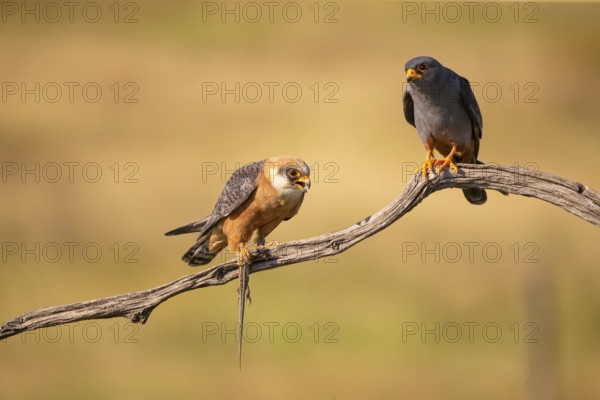 Red-footed falcon (Falco vesperetinus) Male handing over a captured lizard to female, Hungary, Europe