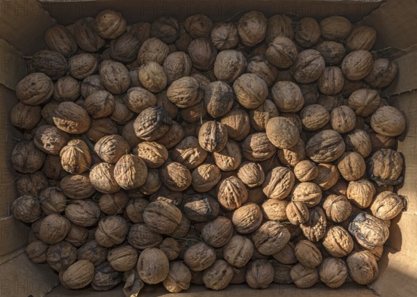 Fresh persian walnuts (Juglans regia), in a carton, Bavaria, Germany, Europe