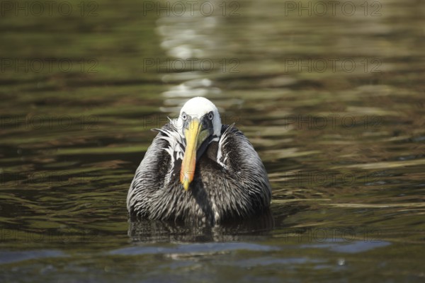 Peruvian pelican (Pelecanus thagus), swimming, pelicans (Pelecanidae), pelican, seabird, seabirds, copepods, Pelecaniformes, bird, animal, vertebrate, captive