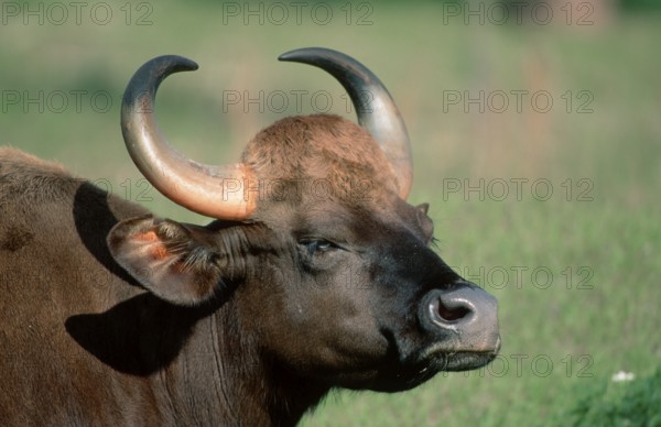 Gaur (Bos gaurus) cow