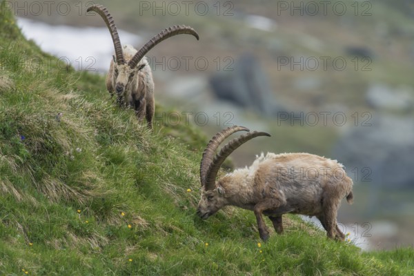 Alpine Ibexes (Capra ibex), feeding bucks, High Tauern National Park, Austria, Europe