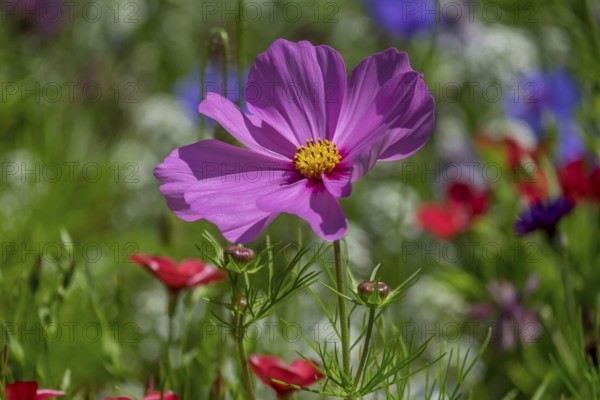 Mexican aster (Cosmos bipinnatus) in a flower meadow, North Rhine-Westphalia, Germany, Europe