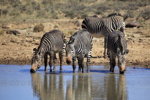 Cape mountain zebras (Equus zebra zebra), Mountain Zebra National Park, South Africa, Africa