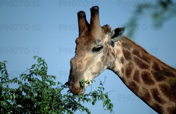 Southern giraffe (Giraffa camelopardalis giraffa), Kruger National Park, South Africa, Africa