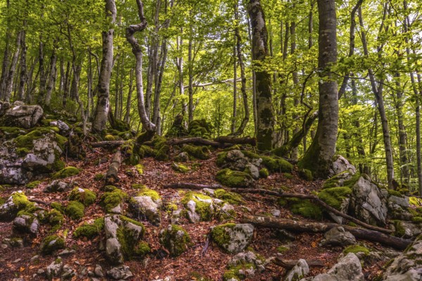 Mount Aizkorri 1523 meters, the highest in Guipuzcoa. Basque Country. Lovely forest on the rise. Ascent through San Adrian and return through the Oltza fields