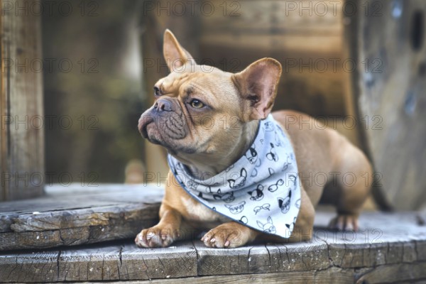 French Bulldog dog with blue neckerchief lying down between wooden industrial cable drums
