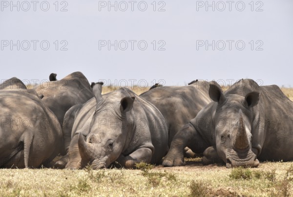 Rhino group resting in Africa, Kenya, Africa