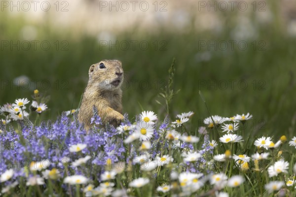 European ground squirrel (Spermophilus citellus) standing in flower meadow with speedwell and daisies