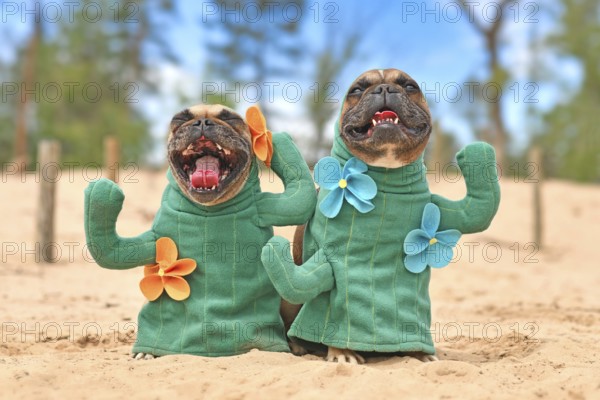French Bulldog dog dressed up with cactus costumes with fake arms and flowers standing on sandy ground