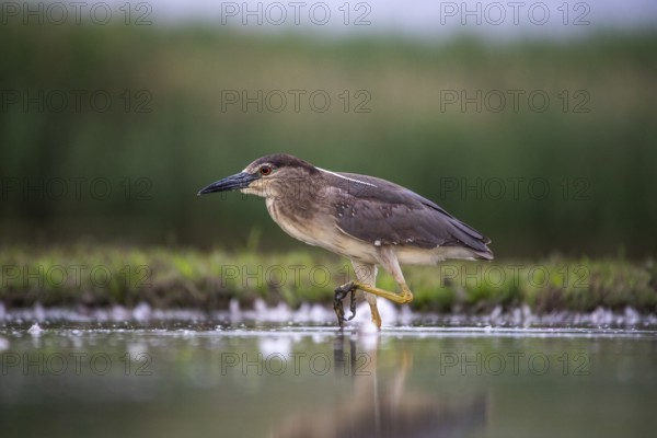Black crowned night heron (Nycticorax nycticorax) in the water, juvenile, Pusztaszer, Hungary, Europe