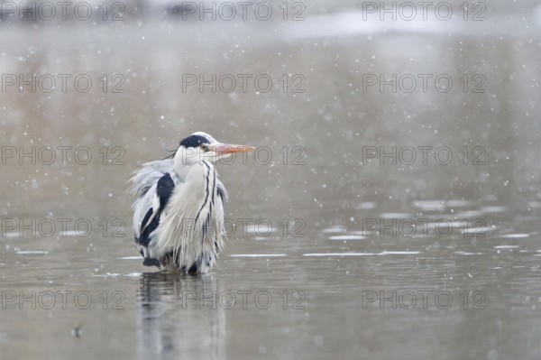 Grey heron (ardea cinerea) standing in water during snowfall, North Hesse, Hesse, Germany, Europe