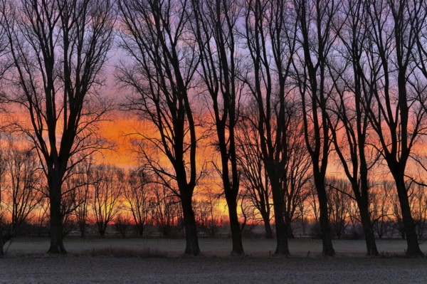 Winter row of trees in the morning glow, Lower Rhine, North Rhine-Westphalia, Germany, Europe