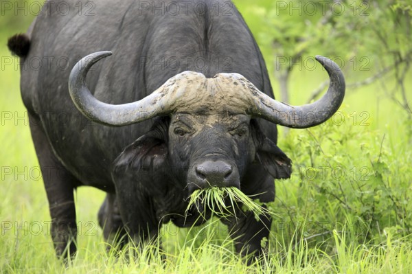 African buffalo (Syncerus caffer), Sabi Sabi Game Reserve, Kruger National Park, South Africa, buffalo, Africa