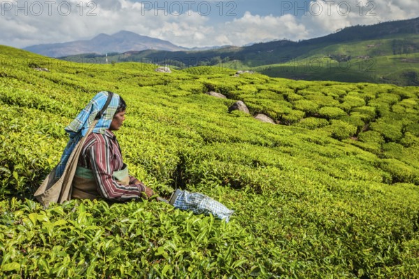 KERALA, INDIA, FEBRUARY 18, 2014: Unidentified Indian woman harvests tea leaves at tea plantation at Munnar. Only the uppermost leaves are collected, and workers collect daily up to 30 kilos of tea leaves