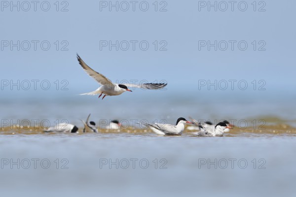 Elegant tern (Thalasseus elegans) flying in the sky above the sea, hunting, ebro delta, Catalonia, Spain, Europe