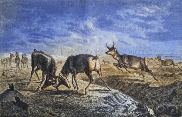 Pronghorn antelope, pronghorn animal, pronghorn bearer, Historic, digitally restored reproduction of a 19th century original