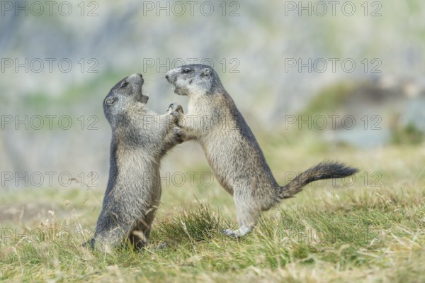 Two Alpine Marmots (Marmota marmota), Salzburg State, Austria, Europe