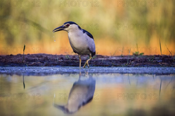 Black crowned night heron (Nycticorax nycticorax) at the water's edge in the sunrise, Pusztaszer, Hungary, Europe