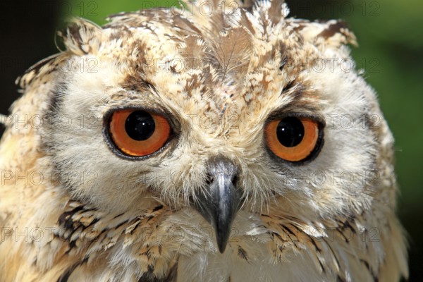 Indian eagle-owl (Bubo bengalensis), Cape Town, South Africa, Bengal Eagle Owl, Rock Eagle Owl, Africa