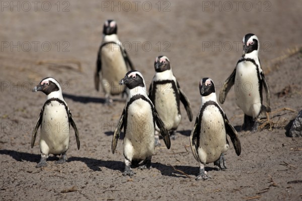 African penguin (Spheniscus demersus), Betty's Bay, South Africa, Africa