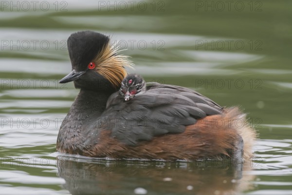 Black-necked Grebe (Podiceps nigricollis) with young bird in plumage on the back, swims in the water, Bavaria, Germany, Europe