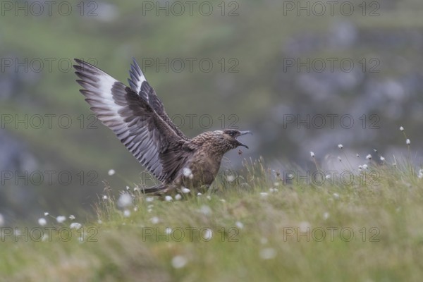 Great Skua (Stercorarius skua), calling, Runde Island, Norway, Europe