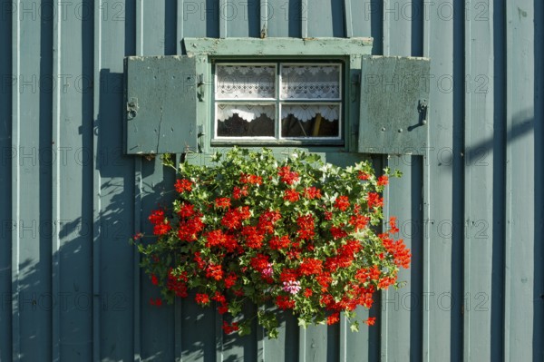 Window with shutters and flower box with geraniums (Pelargonium spec.) in old colourfully painted wooden hut, historic Simmerding boatyard, boathouses, Starnberg on Lake Starnberg, Upper Bavaria, Bavaria, Germany, Europe