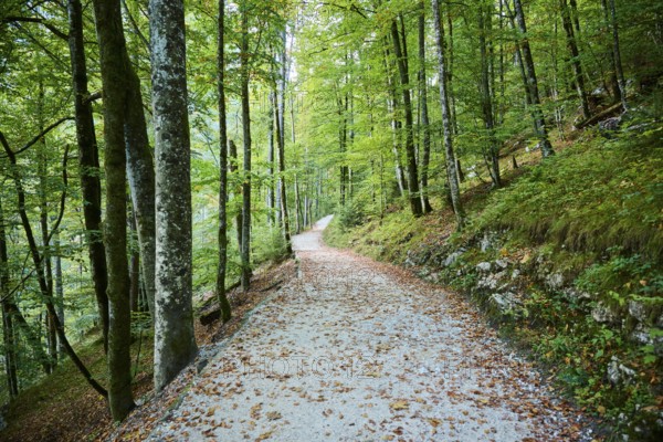 Hiking trail on the shore of Lake Königssee, Berchtesgaden National Park, Berchtesgadener Land, Upper Bavaria, Bavaria, Germany, Europe