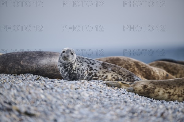 Grey seal (Halichoerus grypus) on the beach, Düne, Helgoland, Schleswig-Holstein, Germany, Europe
