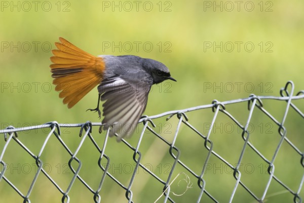 A male black redstart (Phoenicurus ochruros) soars from a wire mesh fence with its wings fanned out, Hesse, Germany, Europe