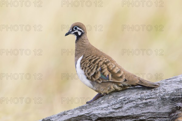 Squatter Pigeon (Geophaps scripta scripta), Queensland, Australia, Oceania