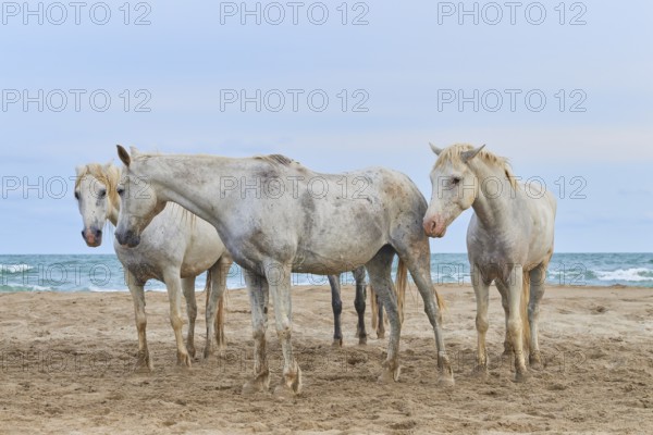 White Camargue horses on the beach under a cloudy sky, Camargue, France, Europe