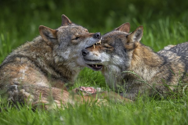 Eurasian wolves showing muzzle grab behaviour by dominant grey wolf grabbing subordinate pack member by the snout to confirm relationship