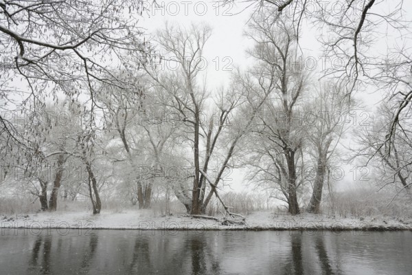 Winter landscape by a river, willows (Salix) and alders (Alnus) on the bank in dense snowfall, North Rhine-Westphalia, Germany, Europe
