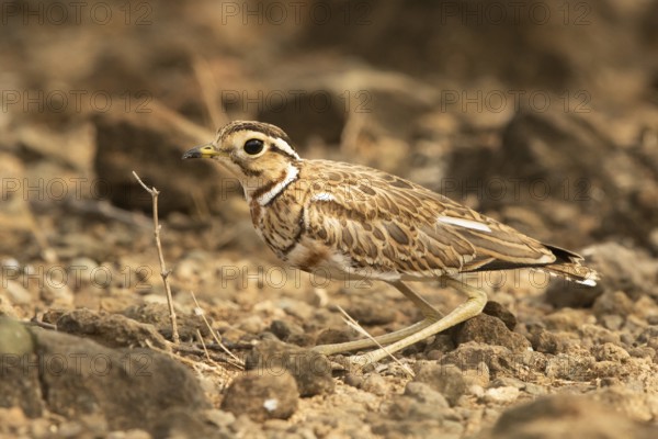 Three-banded Courser (Rhinoptilus cinctus), Kakamega Forest, Kenya, Africa