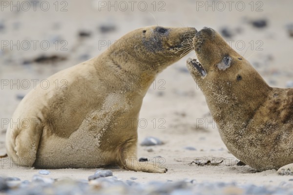 Grey seal (Halichoerus grypus) playing with each other on the beach, Düne, Helgoland, Schleswig-Holstein, Germany, Europe