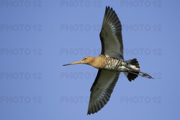 Black-tailed Godwit (Limosa limosa) flying, Texel, Netherlands