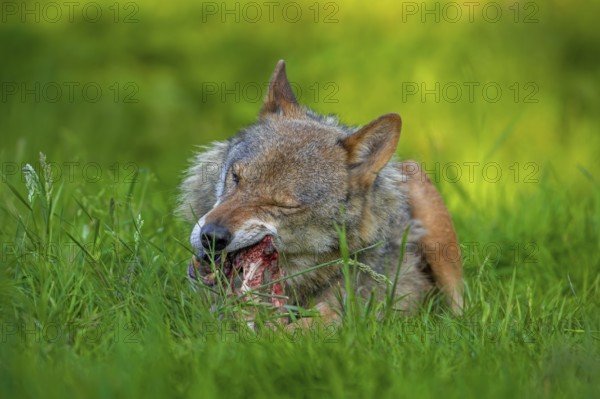 Eurasian wolf, grey wolf (Canis lupus lupus) gnawing on meat and bone of its prey in grassland, meadow