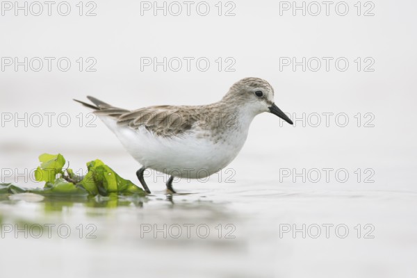 Red-necked Stint (Calidris ruficollis) foraging, Victoria, Australia, Oceania
