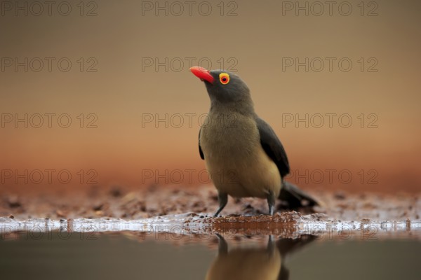 Red-billed oxpecker (Buphagus erythrorhynchus), adult, at the water, alert, Kruger National Park, Kruger National Park, Kruger National Park South Africa