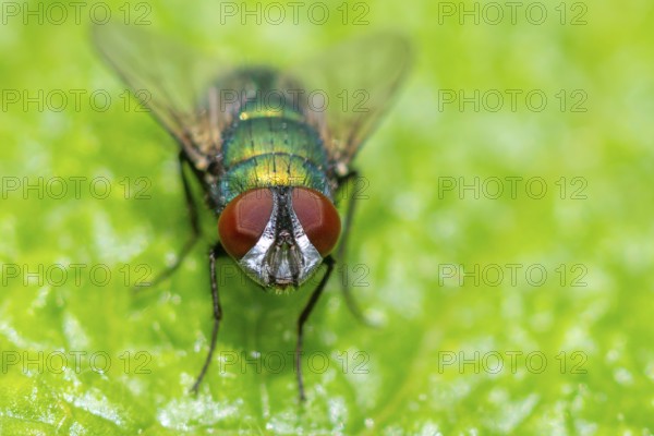 Macro photograph of an iridescent blow fly (Calliphoridae) with red eyes on a green leaf, Ternitz, Lower Austria, Austria, Europe