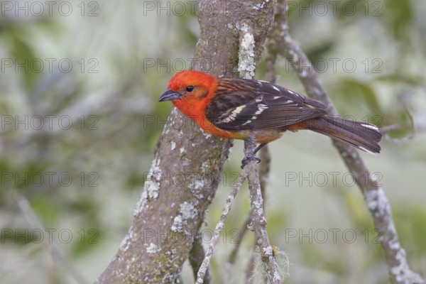 Flame-colored Tanager (Piranga bidentata) perched on a branch in Costa Rica, Central America